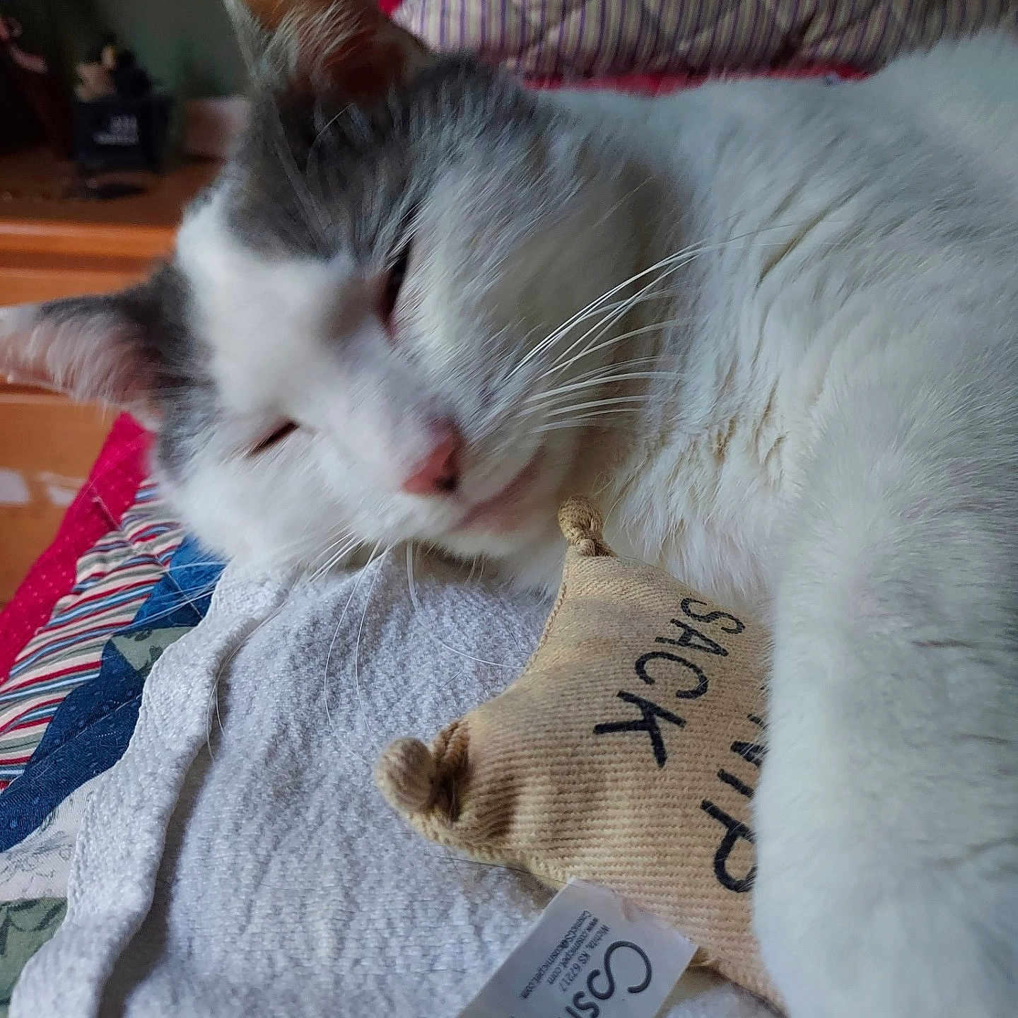 Marathon joined the competition — help win amazing prizes! cat, catnip, closeup, comfort, cozy, ear, fabric, fur, home, indoor, nap, paw, pet, quilts, relaxed, resting, sleepy, sock, toy, whiskers