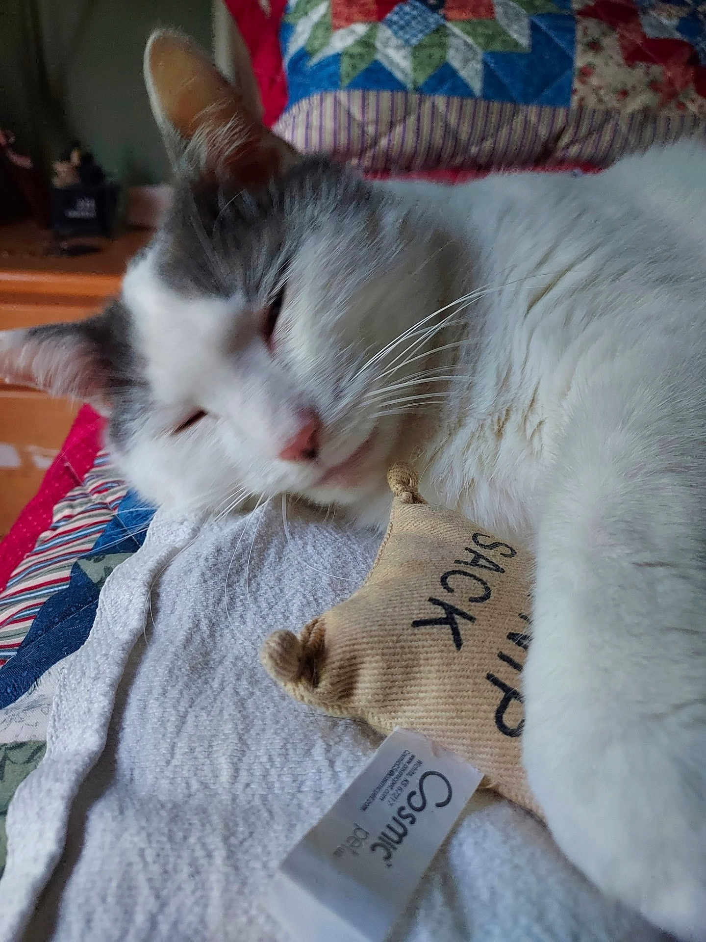 Marathon joined the competition — help win amazing prizes! cat, catnip, closeup, comfort, cozy, ear, fabric, fur, home, indoor, nap, paw, pet, quilts, relaxed, resting, sleepy, sock, toy, whiskers