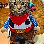 Milo joined the competition — help win amazing prizes! cat, tabby, costume, cowboy, bandana, plush, table, wood, indoor, pet, animal, whiskers, sitting, brown, black, yellow_eyes, feline, clothing, domestic, cute