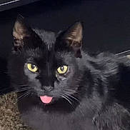 Jasper joined the competition — help win amazing prizes! animal, black_cat, carpet, cat, close_up, cute, ears, feline, fur, indoor, looking_at_camera, mammal, nose, pet, playful, portrait, sitting, tongue_out, whiskers, yellow_eyes