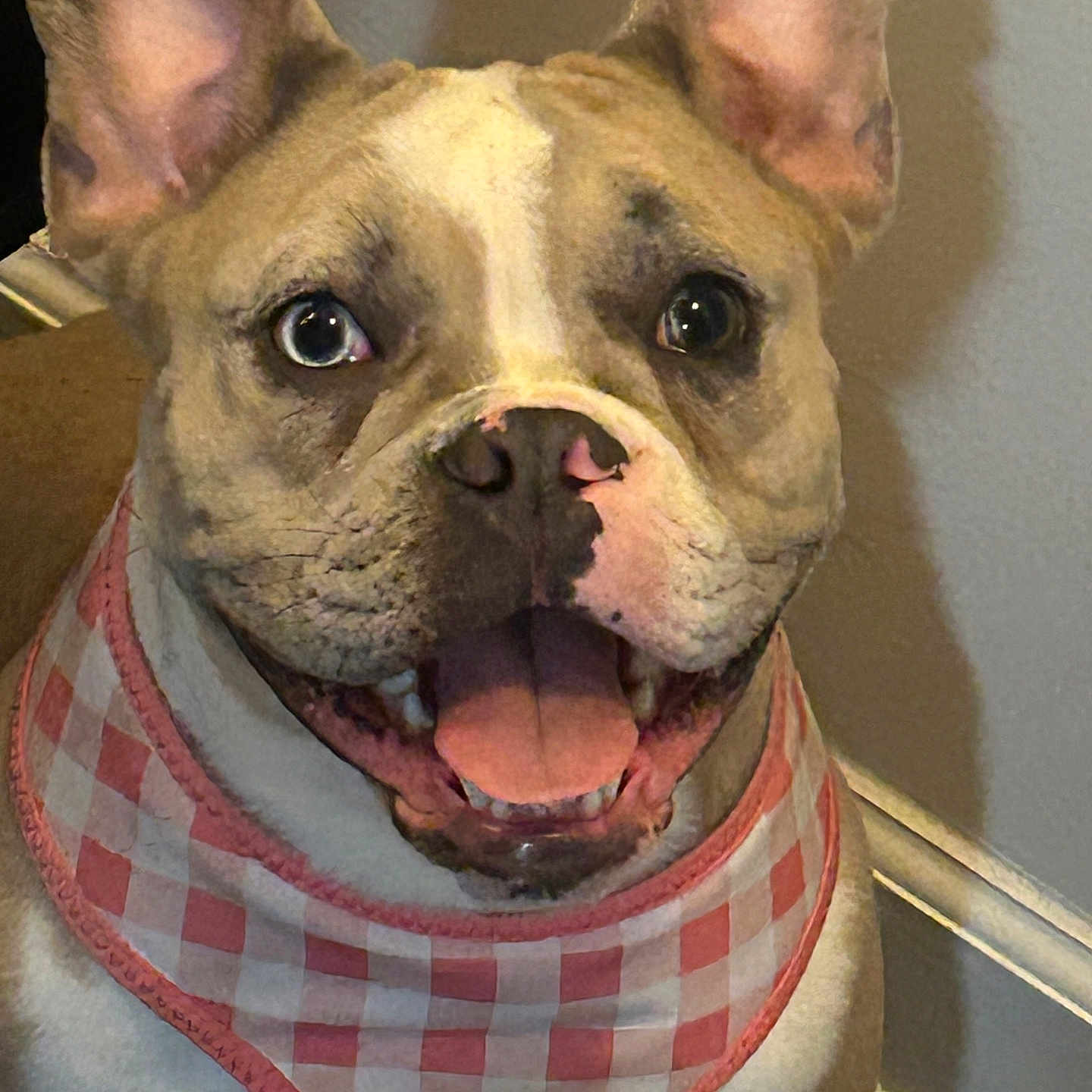 Mecca is registered to the contest to win money with this photo: animal, bandana, canine, checkerboard, closeup, companion, cute, dog, domestic, ears, face, friendly, fur, happy, indoor, muzzle, pet, portrait, smiling, tongue