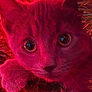 Blu joined the competition — help win amazing prizes! cat, kitten, christmas_tree, red_lighting, animal, pet, curious, closeup, christmas_lights, holiday, festive, branches, feline, cute, indoors, young_animal, whiskers, playful, eyes, paws