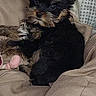 Bella participe au concours pour gagner de l'argent avec cette photo : dog, puppy, yorkshire_terrier, small_dog, black_and_tan, pet, animal, portrait, sitting, bed, blanket, couch, toy, fluffy, ears, face, indoors, home, cute, photograph