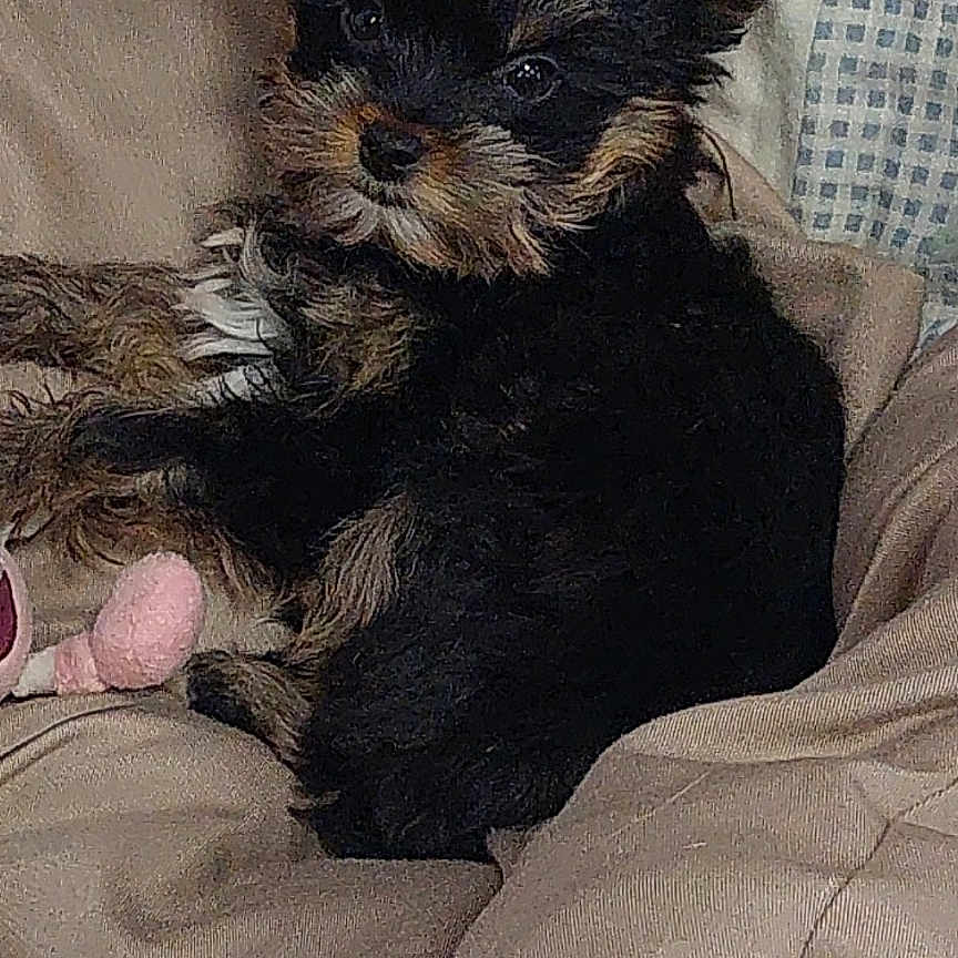 Bella participe au concours pour gagner de l'argent avec cette photo : dog, puppy, yorkshire_terrier, small_dog, black_and_tan, pet, animal, portrait, sitting, bed, blanket, couch, toy, fluffy, ears, face, indoors, home, cute, photograph