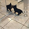 Bella participe au concours pour gagner de l'argent avec cette photo : dog, puppy, small_dog, black_dog, mirror, reflection, indoor, floor, tiles, home, furniture, cabinet, room, standing, animal, pet, curious, playful, smartphone_screenshot, gallery_interface