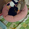 dog, puppy, small_dog, black_and_tan, sleeping, curled_up, pet_bed, plush_toys, panda, owl, stuffed_animal, pink_bed, blanket, bedroom, indoor, bedding, green_toy, cozy, cute, home_decor