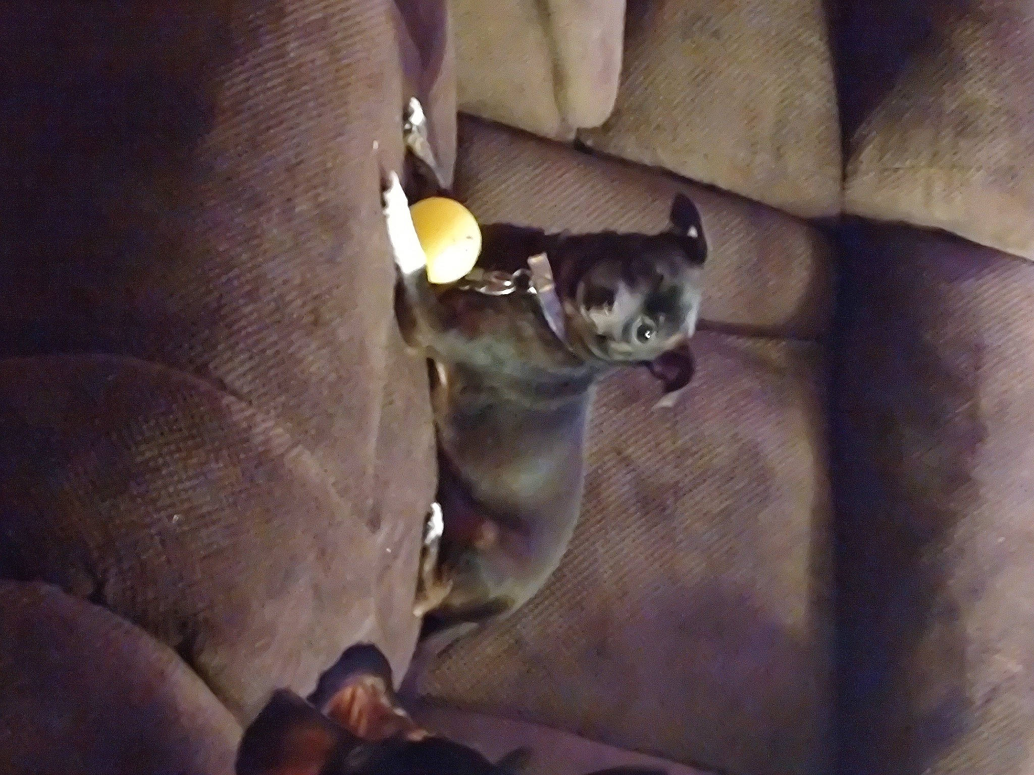 Taquito is registered to the contest to win money with this photo: carnivore, comfort, companion_dog, darkness, dog, dog_breed, felidae, non_sporting_group, paw, tail, terrestrial_animal, tints_and_shades, toy_dog, whiskers, working_animal