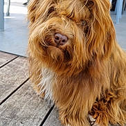 Vlad a rejoint le concours — aidez-le/la à gagner de superbes lots ! animal, brown, canine, chair, closeup, curious, cushion, dog, domestic_animal, fluffy, fur, fur_texture, home, nose, outdoor, patio, paw, pet, sitting, wooden_deck