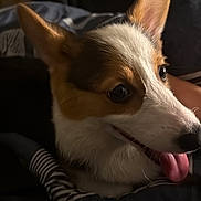 Una is registered to the contest to win money with this photo: dog, puppy, corgi, portrait, close_up, face, tongue, ears, brown_and_white, short_hair, pet, animal, indoors, bed, blanket, dark_background, looking_at_camera, happy, cute, snout