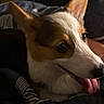 dog, puppy, corgi, portrait, close_up, face, tongue, ears, brown_and_white, short_hair, pet, animal, indoors, bed, blanket, dark_background, looking_at_camera, happy, cute, snout