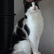 Minou a rejoint le concours — aidez-le/la à gagner de superbes lots ! cat, black_and_white, feline, pet, indoor, sitting, stool, hand, scratching, fur, cozy, white_sweater, content, portrait, animal, whiskers, domestic_cat, furry, cute, relaxed