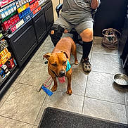 Rex is registered to the contest to win money with this photo: dog, brown_dog, bandana, person, knee_brace, gray_clothing, sitting, chair, floor_tiles, cigarette_packs, store_shelves, water_bowl, leash, indoor, footwear, hand, ring, shopping_bag, mat, pet