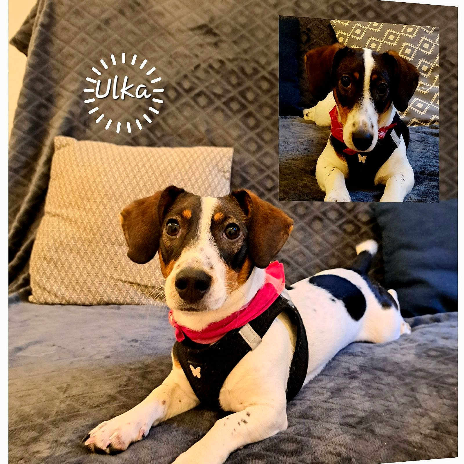 Ulka participe au concours pour gagner de l'argent avec cette photo : accessories, animal, ball, beagle, canine, couch, cushion, dog, furniture, homedecor, hound, indoors, interiordesign, pet, pillow, pointer, puppy, sport, tennis, tennisball