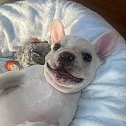 Romeo joined the competition — help win amazing prizes! animal, bed, closeup, cute, dog, ears, face, floor, fluffy, french_bulldog, happy, indoors, lying_down, pet, portrait, puppy, smile, soft, toy, white