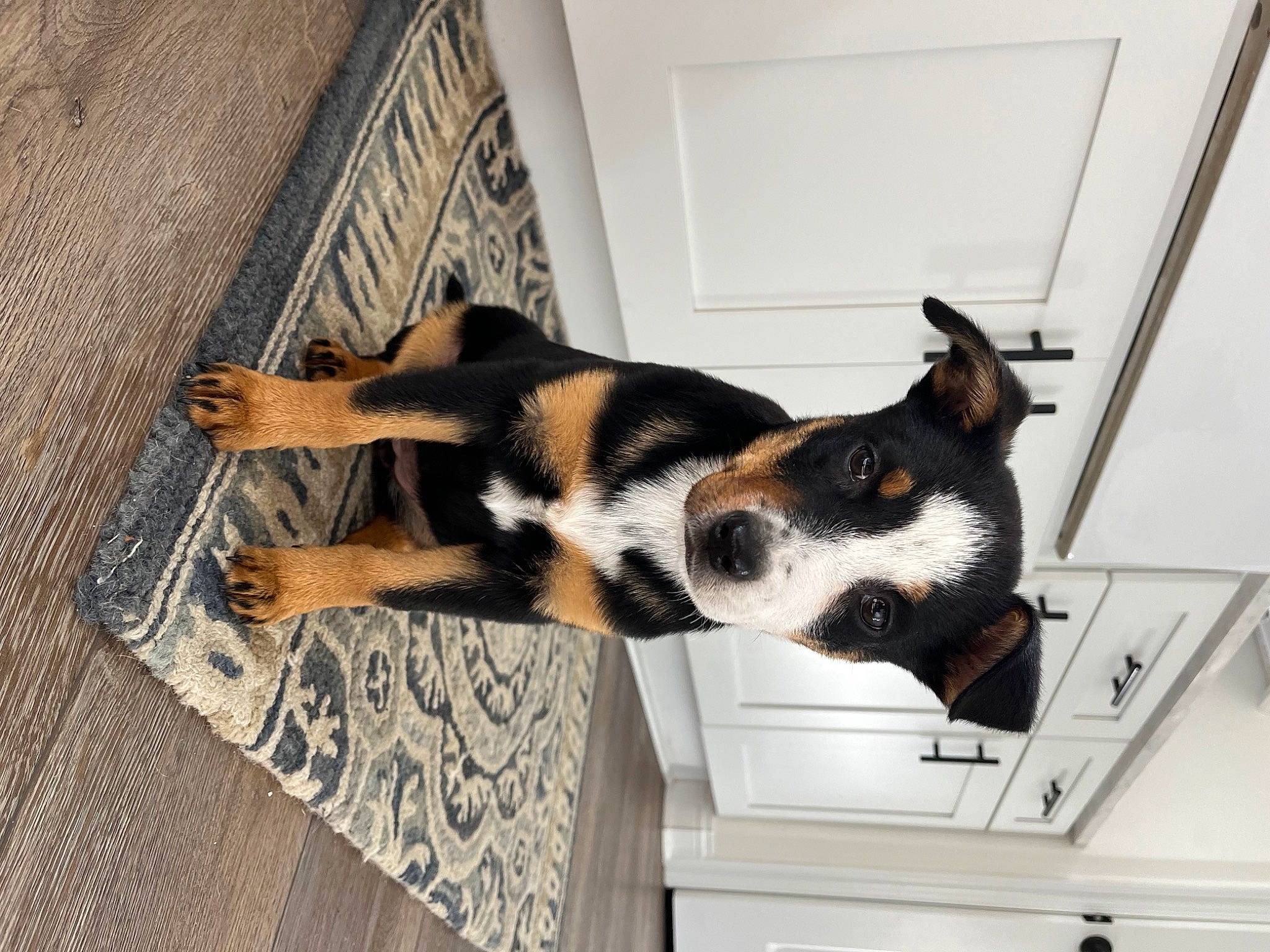 Hampton joined the competition — help win amazing prizes! carnivore, comfort, companion_dog, dog, dog_breed, fawn, felidae, flooring, fur, hardwood, pattern, paw, pet_supply, room, small_to_medium_sized_cats, tail, whiskers, window, wood, working_animal