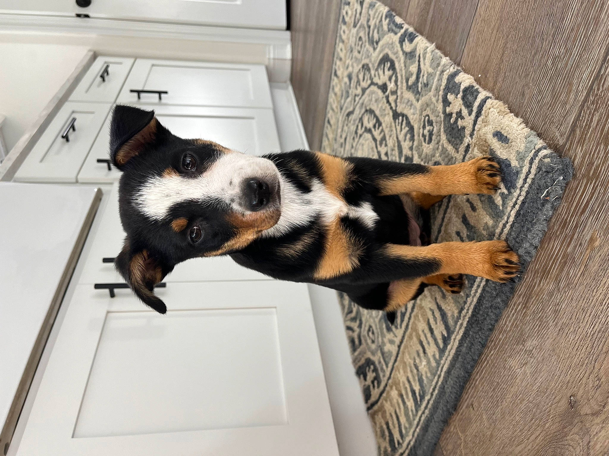 Hampton is registered to the contest to win money with this photo: canidae, carnivore, comfort, companion_dog, dog, dog_breed, dog_supply, felidae, flooring, fur, hardwood, pet_supply, small_to_medium_sized_cats, snout, sporting_group, tail, terrestrial_animal, whiskers, wood, working_animal