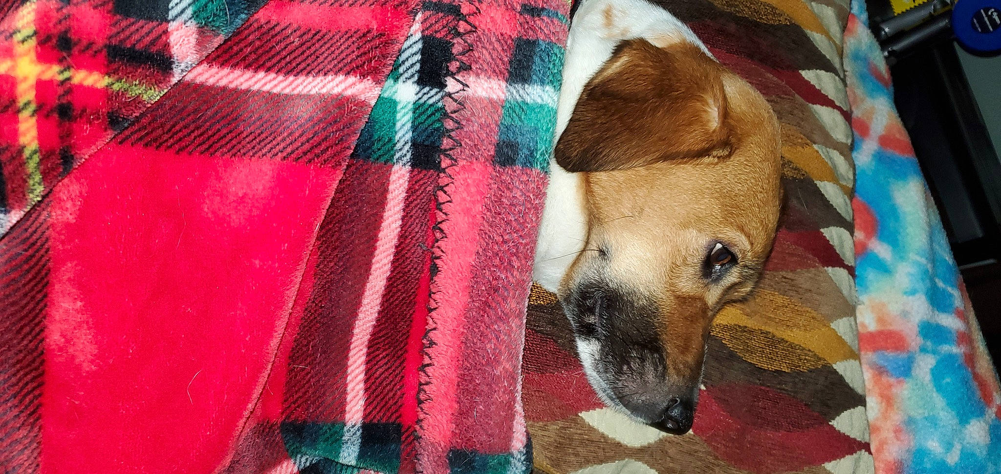 Charlie joined the competition — help win amazing prizes! canidae, carnivore, comfort, companion_dog, dog, dog_breed, dog_supply, fawn, flooring, fur, linens, mat, pattern, pet_supply, rectangle, snout, sporting_group, tartan, whiskers, woolen