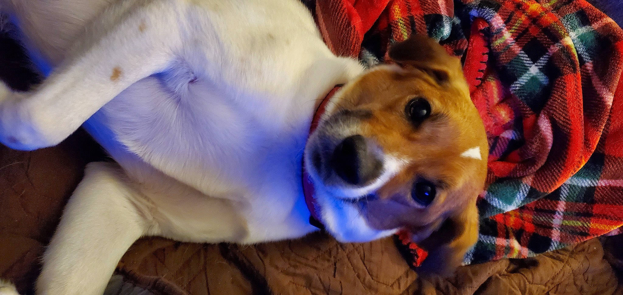 Charlie is registered to the contest to win money with this photo: ancient_dog_breeds, canidae, carnivore, collar, companion_dog, dog, dog_breed, dog_clothes, dog_collar, dog_supply, ear, fawn, fur, non_sporting_group, paw, smile, snout, sporting_group, whiskers, working_animal