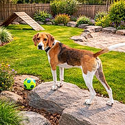 Falko participe au concours pour gagner de l'argent avec cette photo : backyard, collar, dog, fence, flowers, garden, grass, lawn, looking_at_camera, pet, plants, rocks, sand, soccer_ball, standing, stone, tail, toy, trees, wooden_ramp