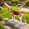 backyard, collar, dog, fence, flowers, garden, grass, lawn, looking_at_camera, pet, plants, rocks, sand, soccer_ball, standing, stone, tail, toy, trees, wooden_ramp