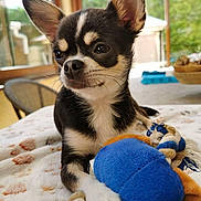 Valaïa participe au concours pour gagner de l'argent avec cette photo : dog, chihuahua, puppy, toy, rope_toy, blanket, indoor, window, natural_light, animal, pet, cute, small_dog, fur, ears, paw, face, resting, cozy, curious