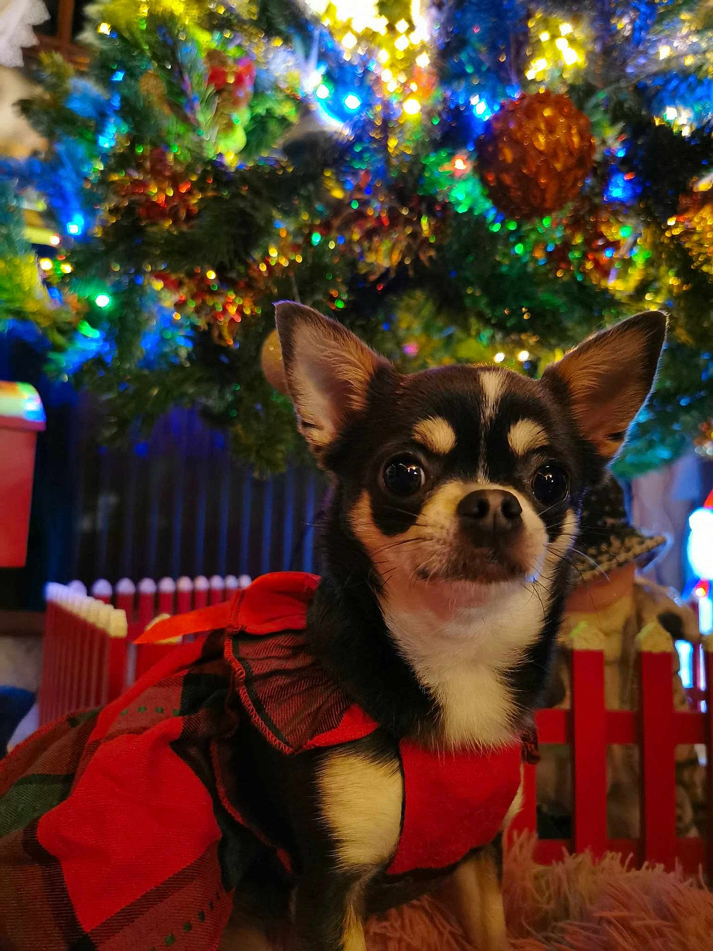 Valaïa participe au concours pour gagner de l'argent avec cette photo : dog, chihuahua, pet, christmas_tree, holiday, lights, ornaments, festive, red_dress, decorations, indoor, cute, small_dog, fur, ears, animal, holiday_season, celebration, background, festivity