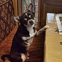 dog, chihuahua, small_dog, black_and_white, sitting, paw_on_table, couch, patterned_cushion, table, tablecloth, indoor, pet, cute, head_tilt, wooden_door, curtain, fur, face, animal, domestic