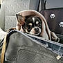 Valaïa a rejoint le concours — aidez-le/la à gagner de superbes lots ! dog, chihuahua, blanket, pet, car_interior, mesh_carrier, animal, cute, small_dog, wrapped, travel, seat, companion, indoors, looking, black_and_white, ears, eyes, snout, resting