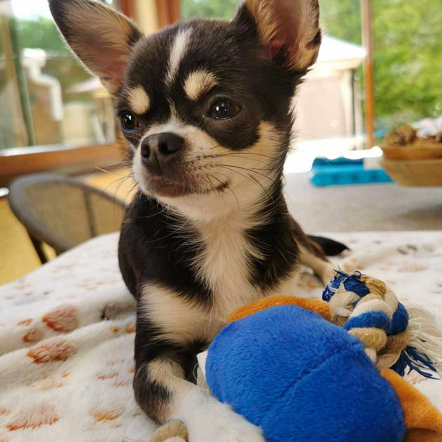 Valaïa a rejoint le concours — aidez-le/la à gagner de superbes lots ! animal, blanket, chihuahua, cute, dog, ears, face, fur, indoor, natural_light, paw_print, pet, plush_toy, puppy, relaxed, small_dog, snout, toy, whiskers, window