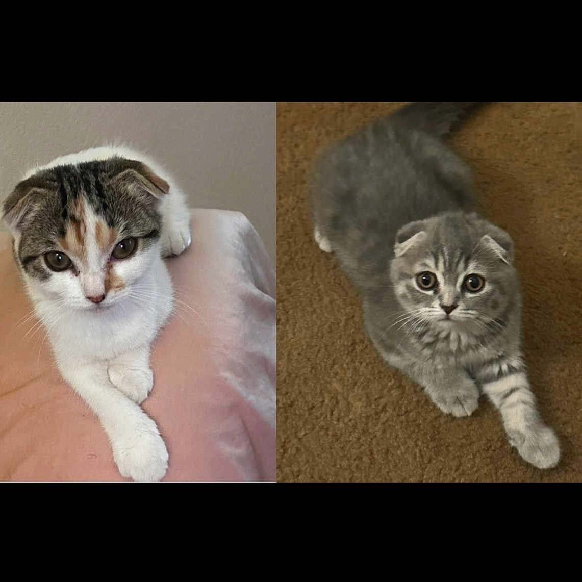Toby And Teaspoon