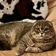 Toby joined the competition — help win amazing prizes! cat, scottish_fold, gray_cat, pet, feline, indoor, couch, blanket, cozy, relaxed, fur, whiskers, ears, paw, eyes, animal, domestic, resting, cute, face