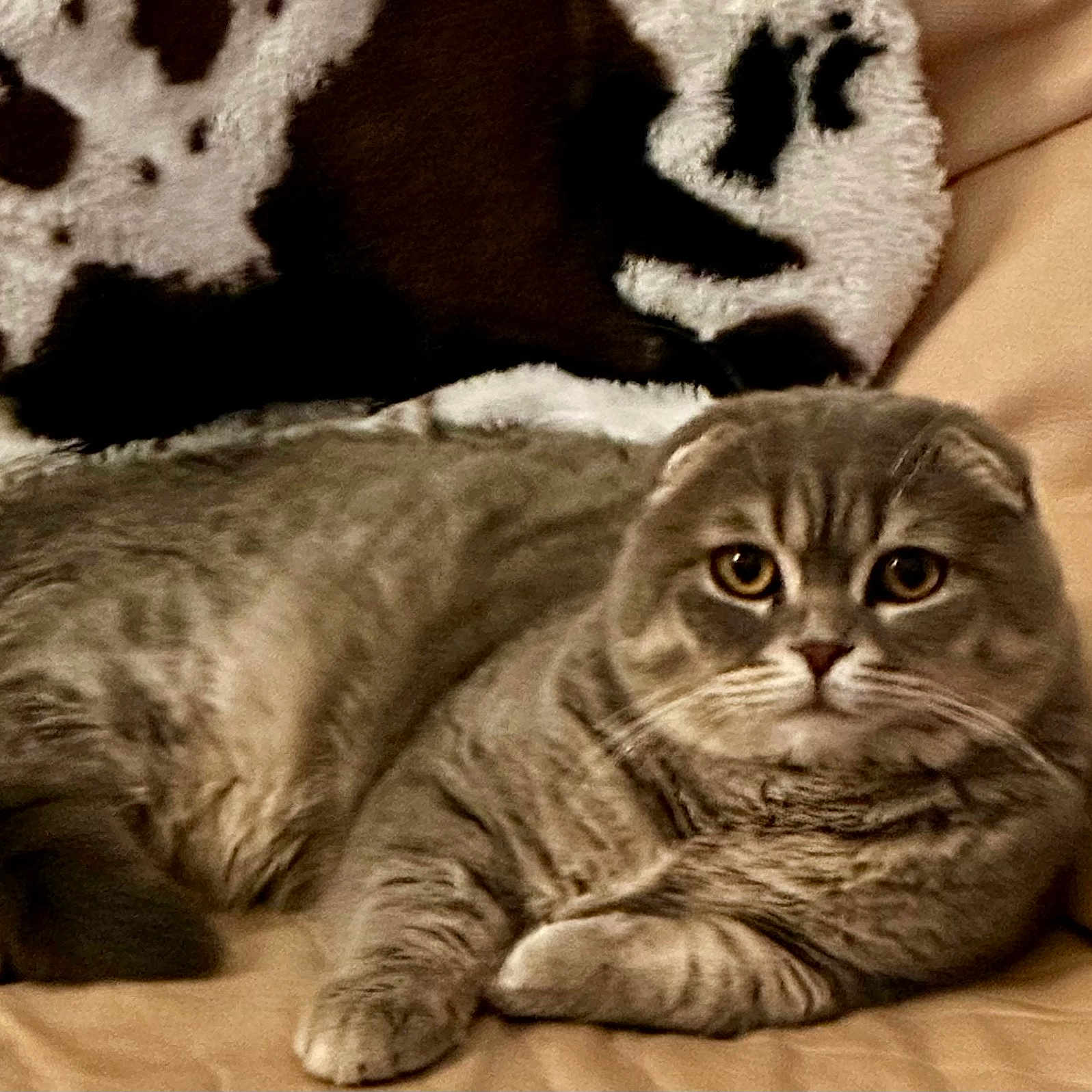 Toby joined the competition — help win amazing prizes! animal, blanket, cat, couch, cozy, cute, domestic, ears, eyes, face, feline, fur, gray_cat, indoor, paw, pet, relaxed, resting, scottish_fold, whiskers