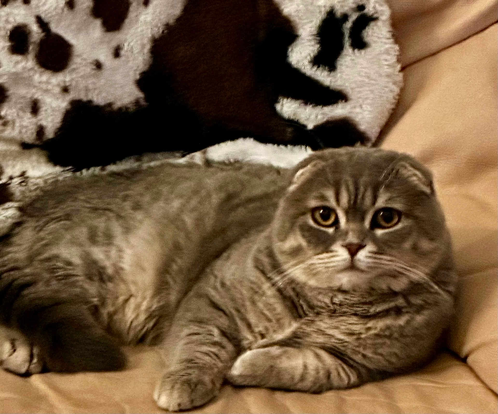 Toby