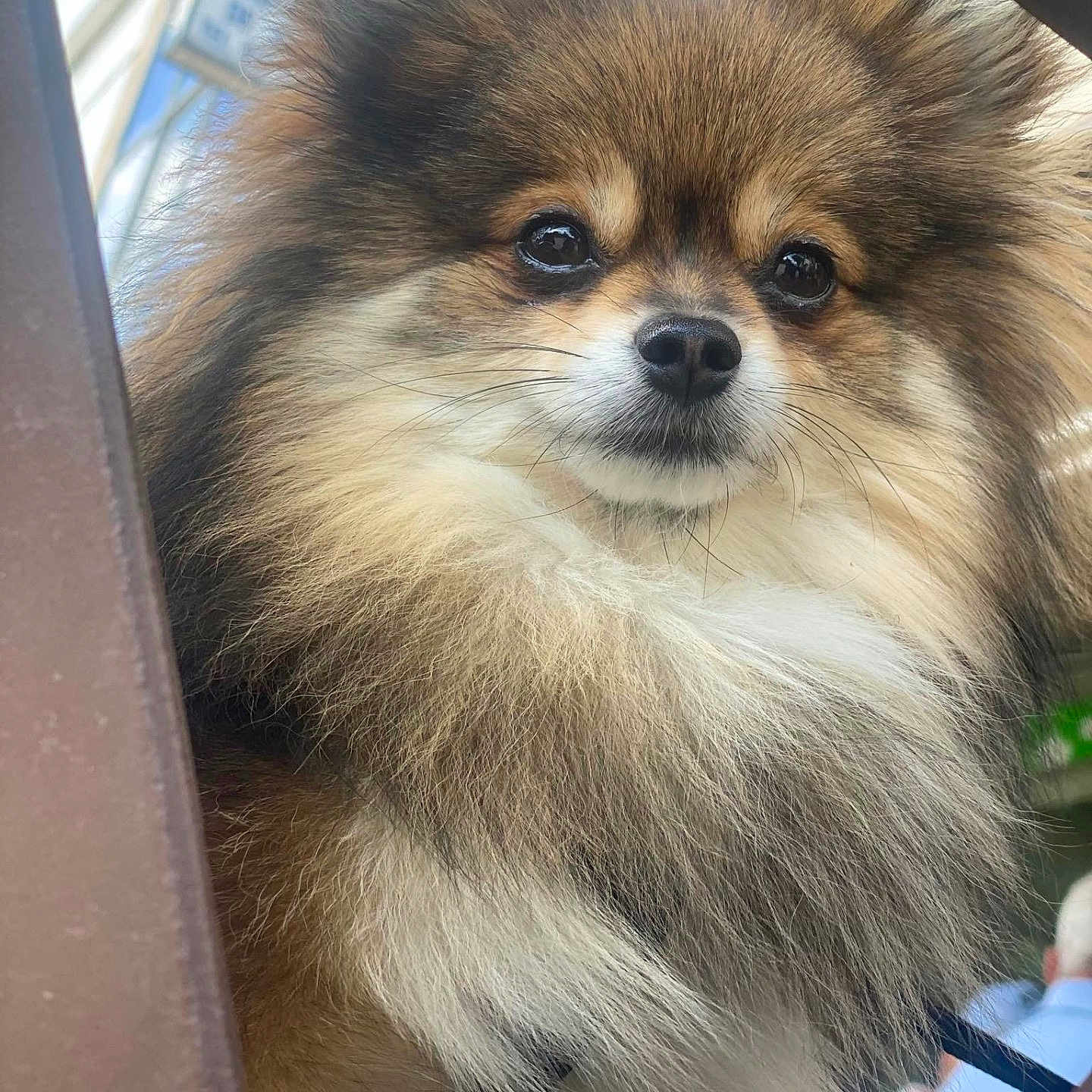 Betty participe au concours pour gagner de l'argent avec cette photo : affenpinscher, animal, canine, cat, chihuahua, cockerspaniel, dog, eskimodog, head, indoors, interiordesign, papillon, person, pet, puppy, snout