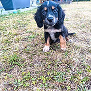 Baloo participe au concours pour gagner de l'argent avec cette photo : puppy, dog, grass, yard, outdoor, pet, animal, cute, black, brown, white, fur, small, sitting, face, eyes, ears, garden, plant, chair