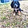 Baloo