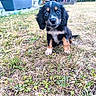 puppy, dog, grass, yard, outdoor, pet, animal, cute, black, brown, white, fur, small, sitting, face, eyes, ears, garden, plant, chair