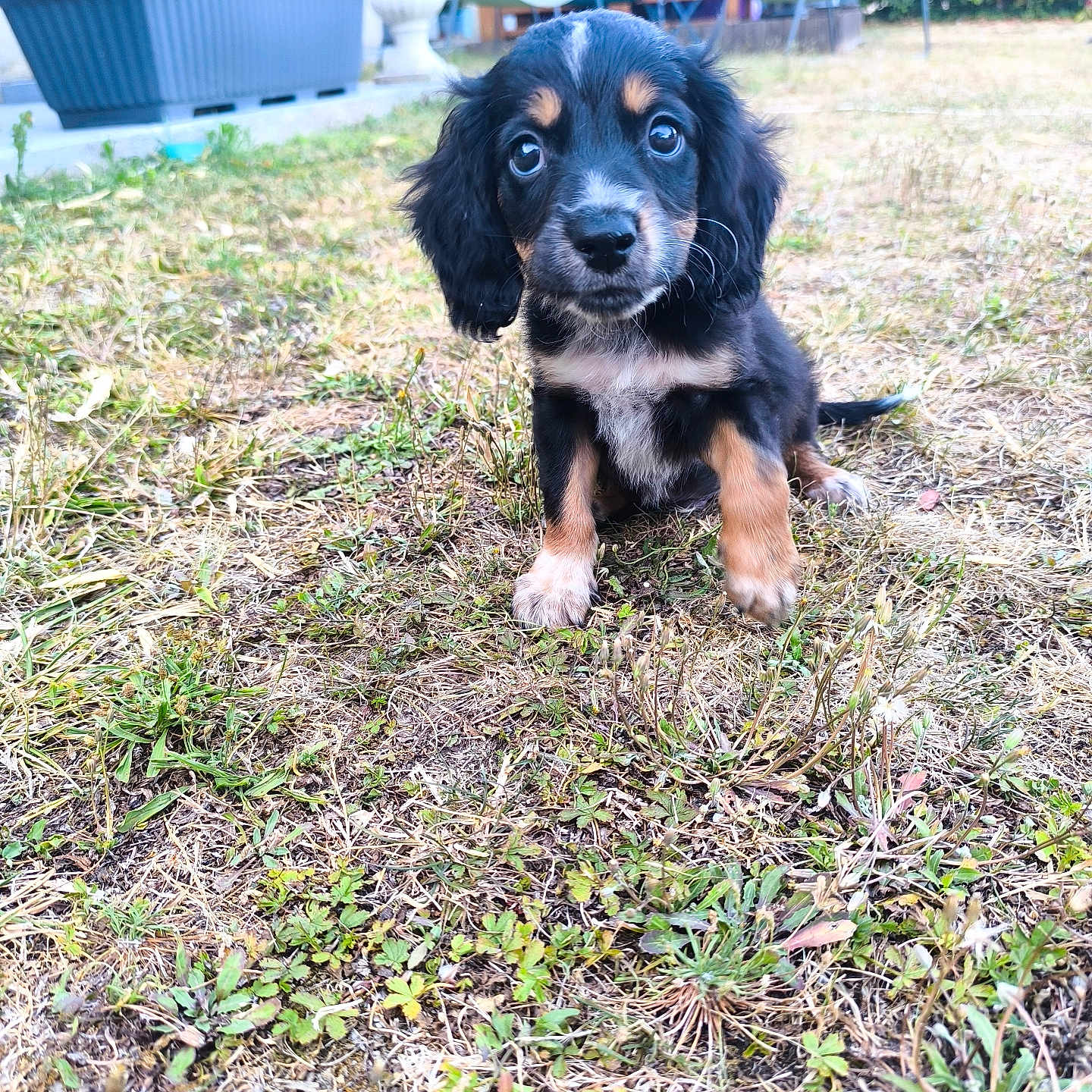 Baloo participe au concours pour gagner de l'argent avec cette photo : puppy, dog, grass, yard, outdoor, pet, animal, cute, black, brown, white, fur, small, sitting, face, eyes, ears, garden, plant, chair