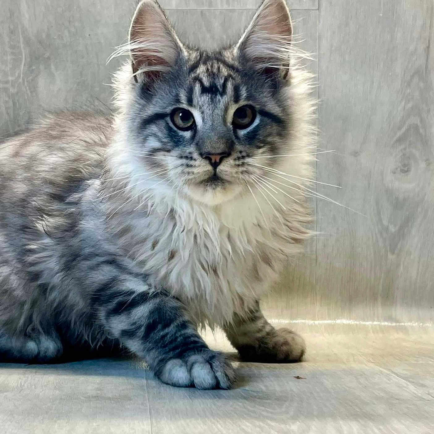 Akenaton participe au concours pour gagner de l'argent avec cette photo : animal, cat, closeup, crouching, curious, domestic_cat, ears, feline, floor, fluffy, fur, gray_cat, indoor, mammal, pet, portrait, tabby, whiskers, wood_floor, young_cat