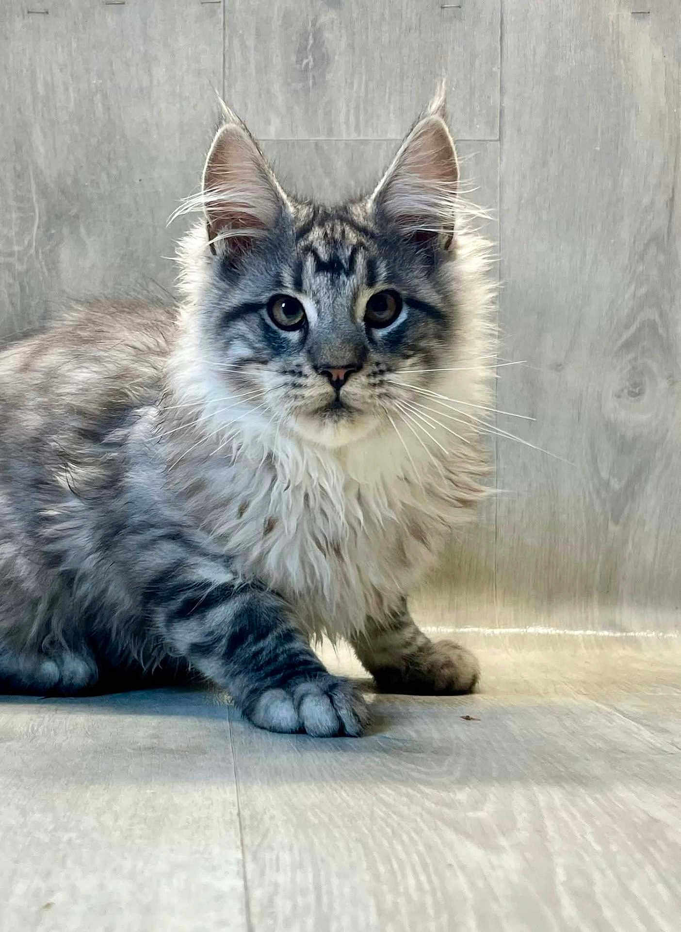 Akenaton participe au concours pour gagner de l'argent avec cette photo : cat, tabby, gray_cat, fluffy, feline, pet, animal, whiskers, ears, floor, wood_floor, curious, crouching, young_cat, domestic_cat, indoor, mammal, fur, closeup, portrait