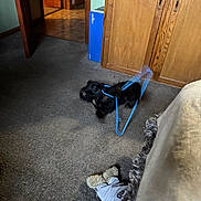 Butch is registered to the contest to win money with this photo: animal, black_dog, blur, cabinet, carpet, dog, doorway, floor, furniture, hanger, household, indoor, living_room, motion_blur, pet, playful, stuffed_toy, tangled, toy, wooden_cabinet