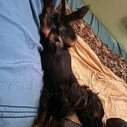 Butch is registered to the contest to win money with this photo: dog, black_dog, bed, blanket, sleeping, relaxed, indoor, fur, pet, cozy, resting, canine, paw, snout, fur_texture, home, animal, domestic_animal, lying_down, comfort