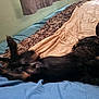 Butch joined the competition — help win amazing prizes! dog, bed, blanket, blue_sheet, beige_sheet, fur, pet, sleeping, relaxed, indoor, animal, canine, paw, black_fur, cozy, lying_down, resting, comfortable, domestic, home