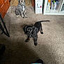 Butch joined the competition — help win amazing prizes! dog, carpet, indoor, pet, black_dog, gray_dog, furniture, door, shelf, box, gaming_console, toy, floor, home, animal, curly_fur, looking, collar, cute, curious