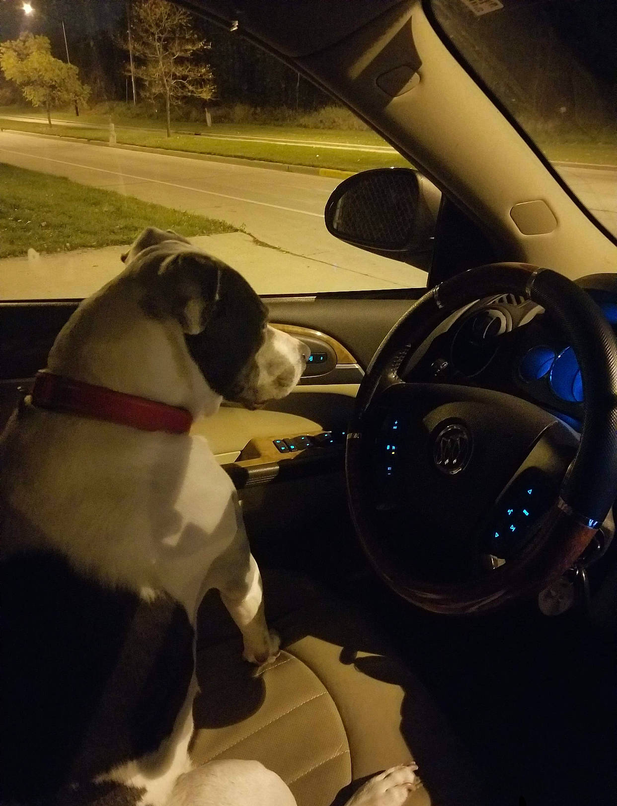Onix is registered to the contest to win money with this photo: auto_part, automotive_lighting, boston_terrier, canidae, car, city_car, dog, driving, fawn, night, non_sporting_group, photography, plant, snout, steering_part, steering_wheel, vehicle, vehicle_door, wheel, windshield