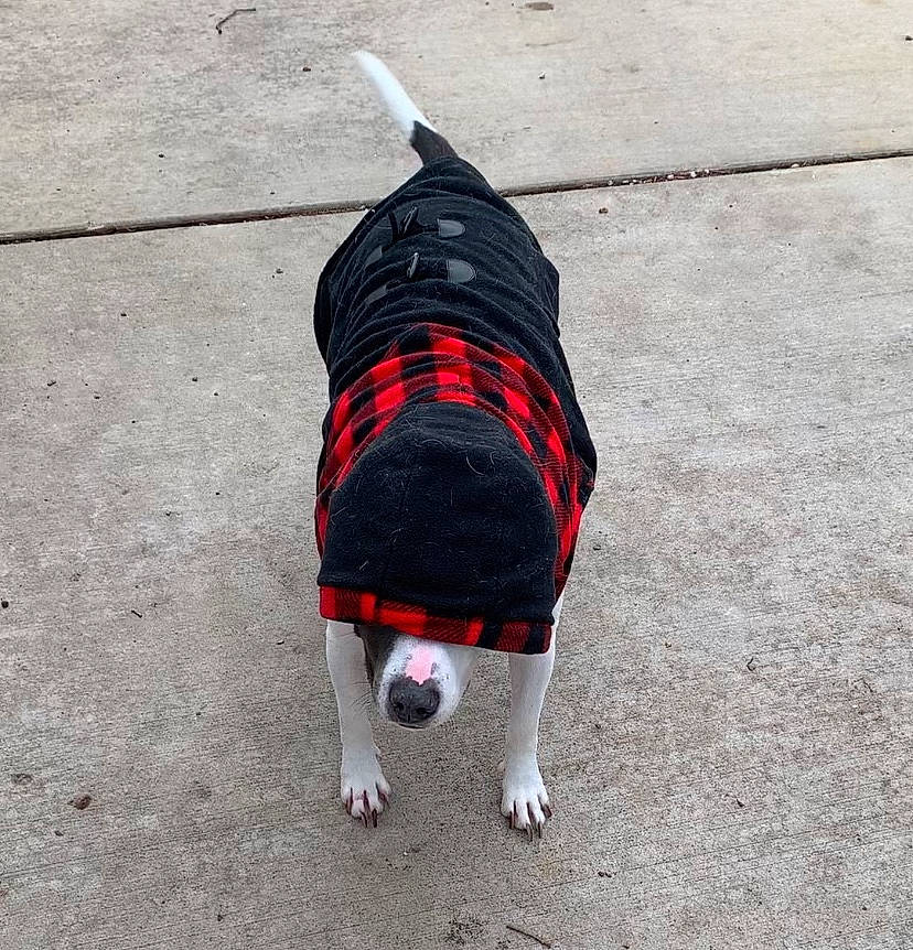 Onix joined the competition — help win amazing prizes! boston_terrier, canidae, carnivore, companion_dog, design, dog, dog_breed, dog_clothes, dog_supply, dog_walking, french_bulldog, jacket, leash, non_sporting_group, outerwear, pattern, puppy, snout, sporting_group, tail