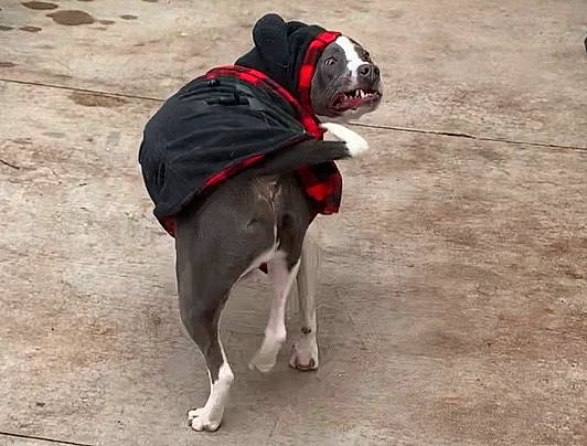 Onix joined the competition — help win amazing prizes! adventure, american_bulldog, american_staffordshire_terrier, boston_terrier, canidae, carnivore, companion_dog, dog, dog_breed, dog_clothes, non_sporting_group, snout, sporting_group