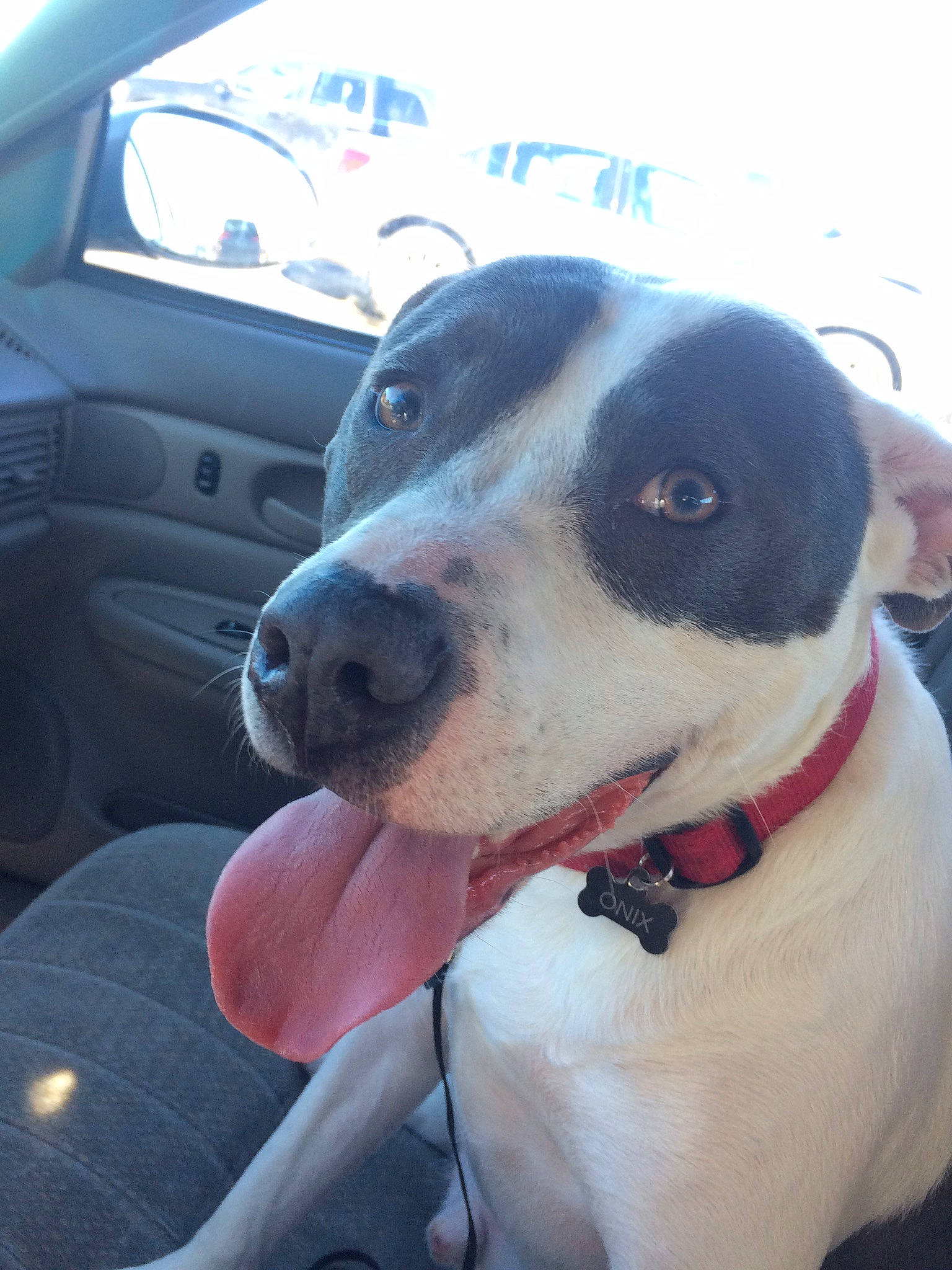 Onix is registered to the contest to win money with this photo: american_pit_bull_terrier, american_staffordshire_terrier, boston_terrier, canidae, carnivore, dog, dog_breed, fawn, feist, mammal, non_sporting_group, nose, pit_bull, pointer, puppy, rare_breed_dog, snout, sporting_group, staffordshire_bull_terrier, vertebrate