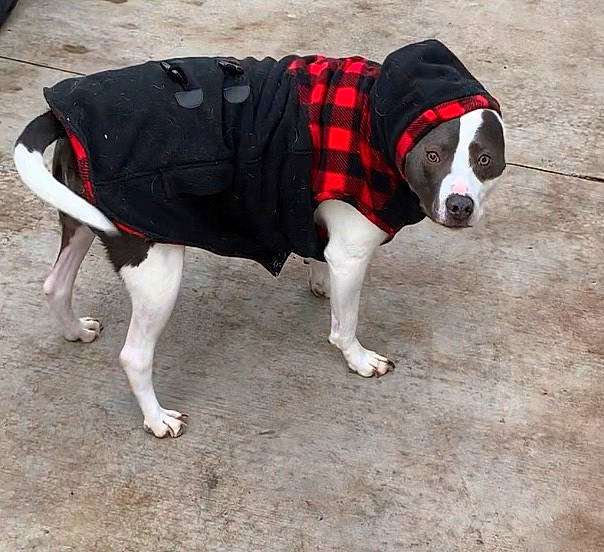 Onix is registered to the contest to win money with this photo: adventure, canidae, carnivore, companion_dog, design, dog, dog_breed, dog_clothes, dog_supply, outerwear, pattern, snout, sporting_group, tail, tartan