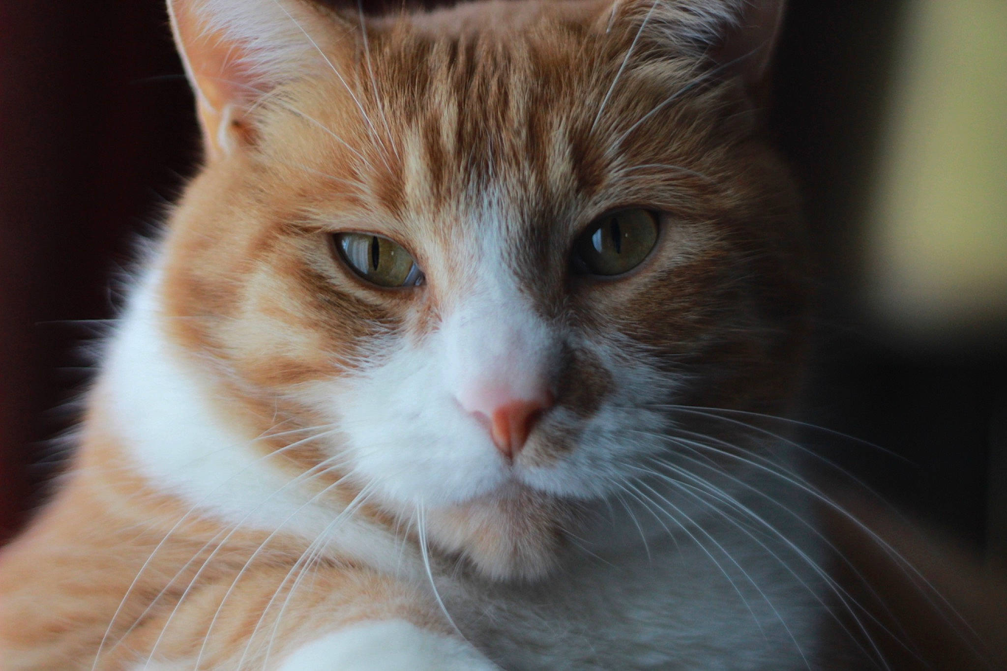 Huey joined the competition — help win amazing prizes! aegean_cat, american_wirehair, carnivore, cat, close_up, domestic_short_haired_cat, european_shorthair, eye, felidae, fur, kitten, mammal, nose, ojos_azules, small_to_medium_sized_cats, snout, tabby_cat, turkish_van, vertebrate, whiskers